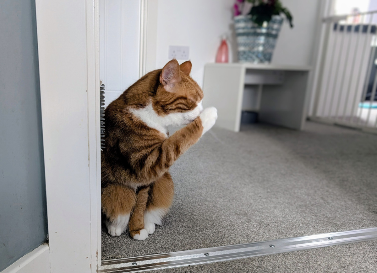 That’s Disgusting! My Cats’ Dirty Little Secret