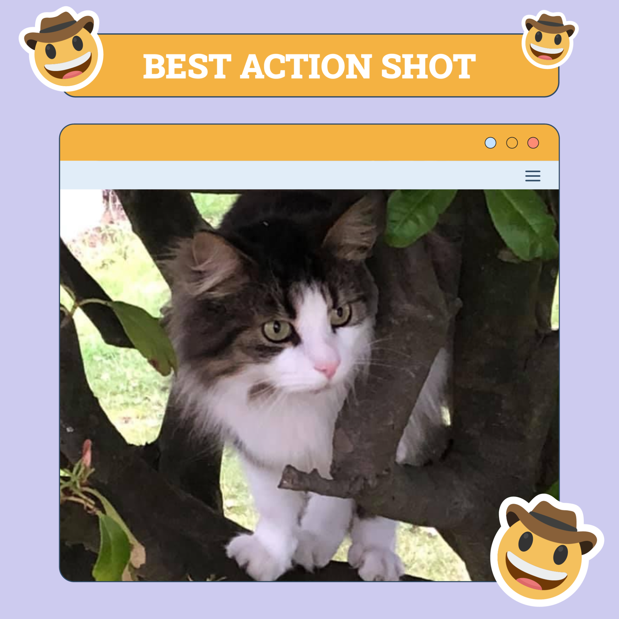 Best Action Shot Cat
