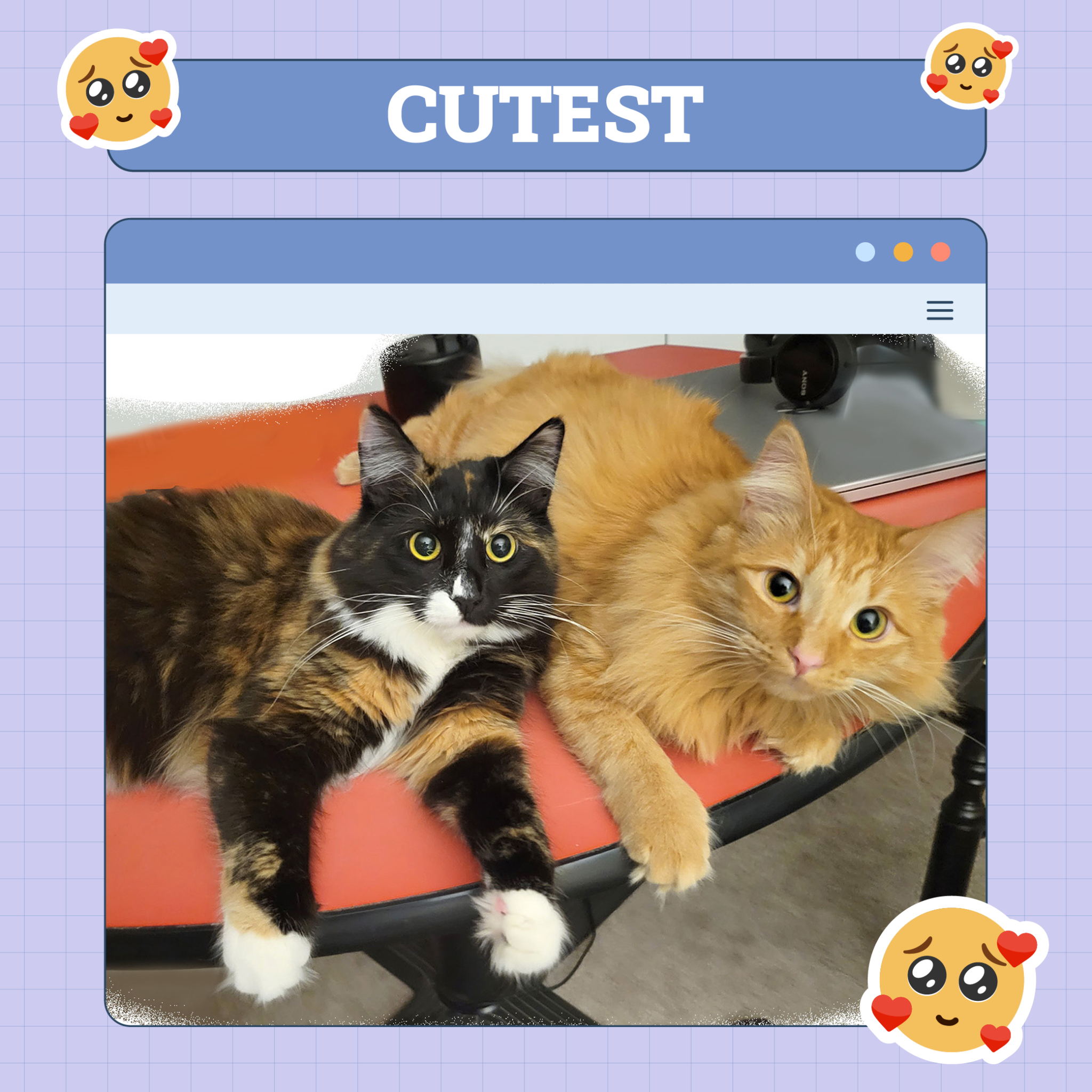 Cat Cutest
