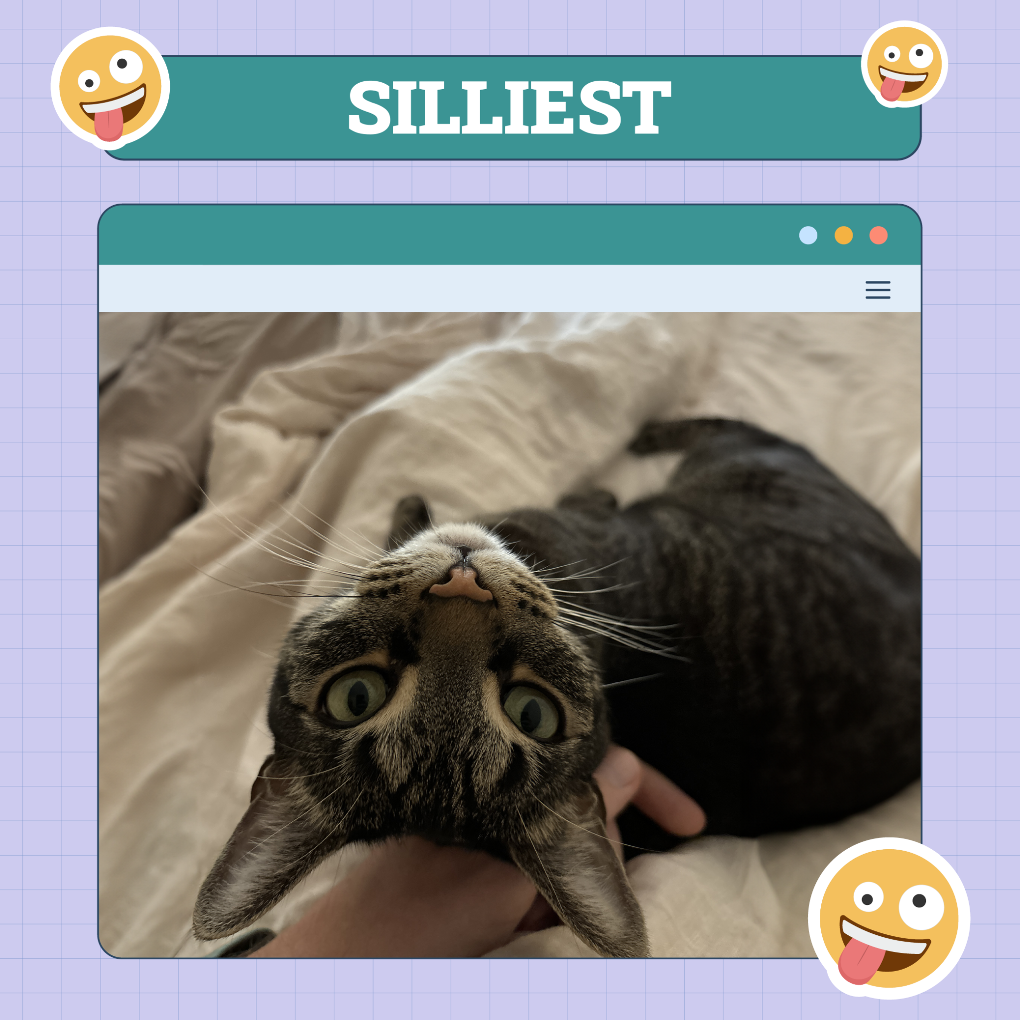Cat Silliest