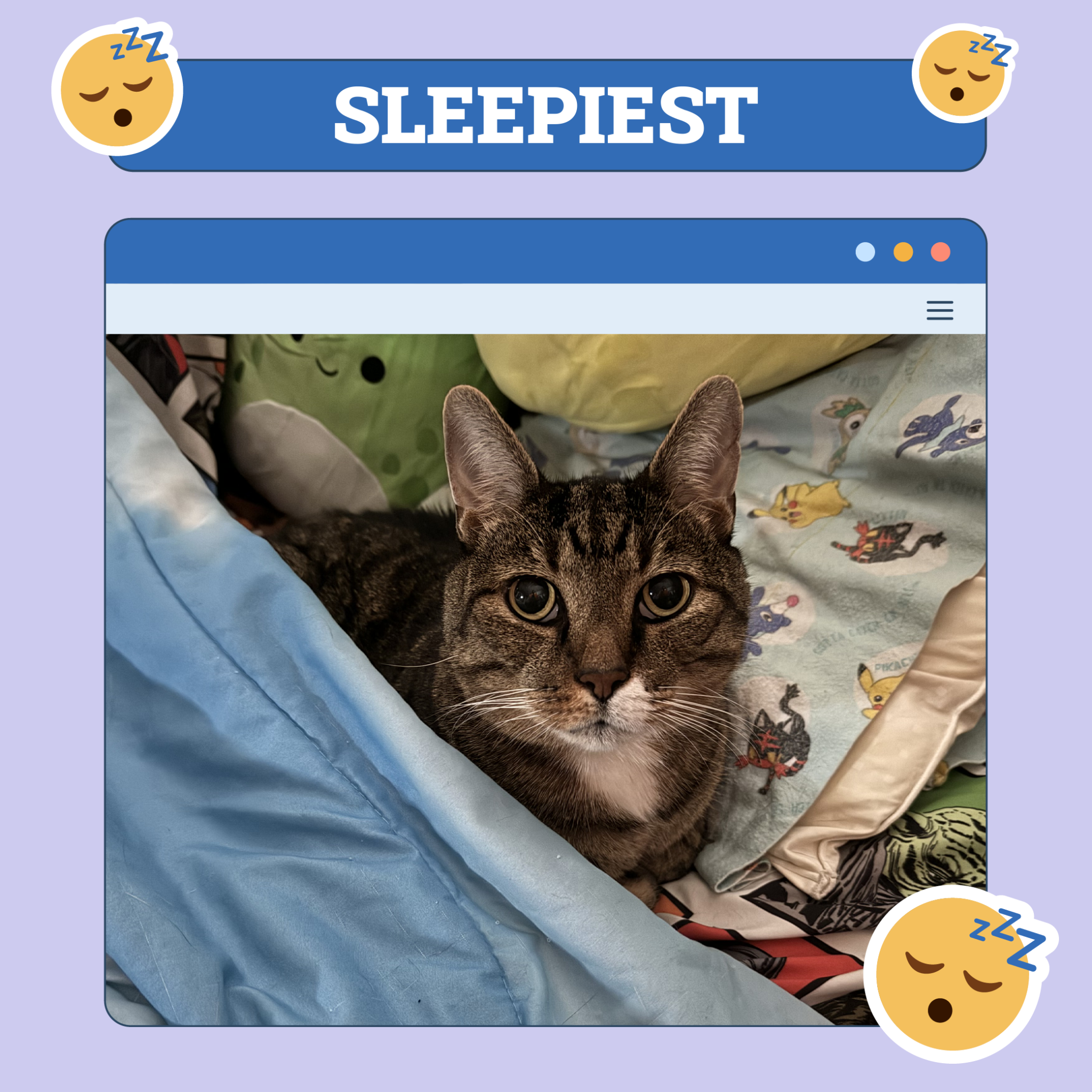 Cat Sleep