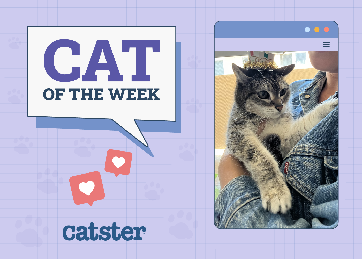 Cat Winner