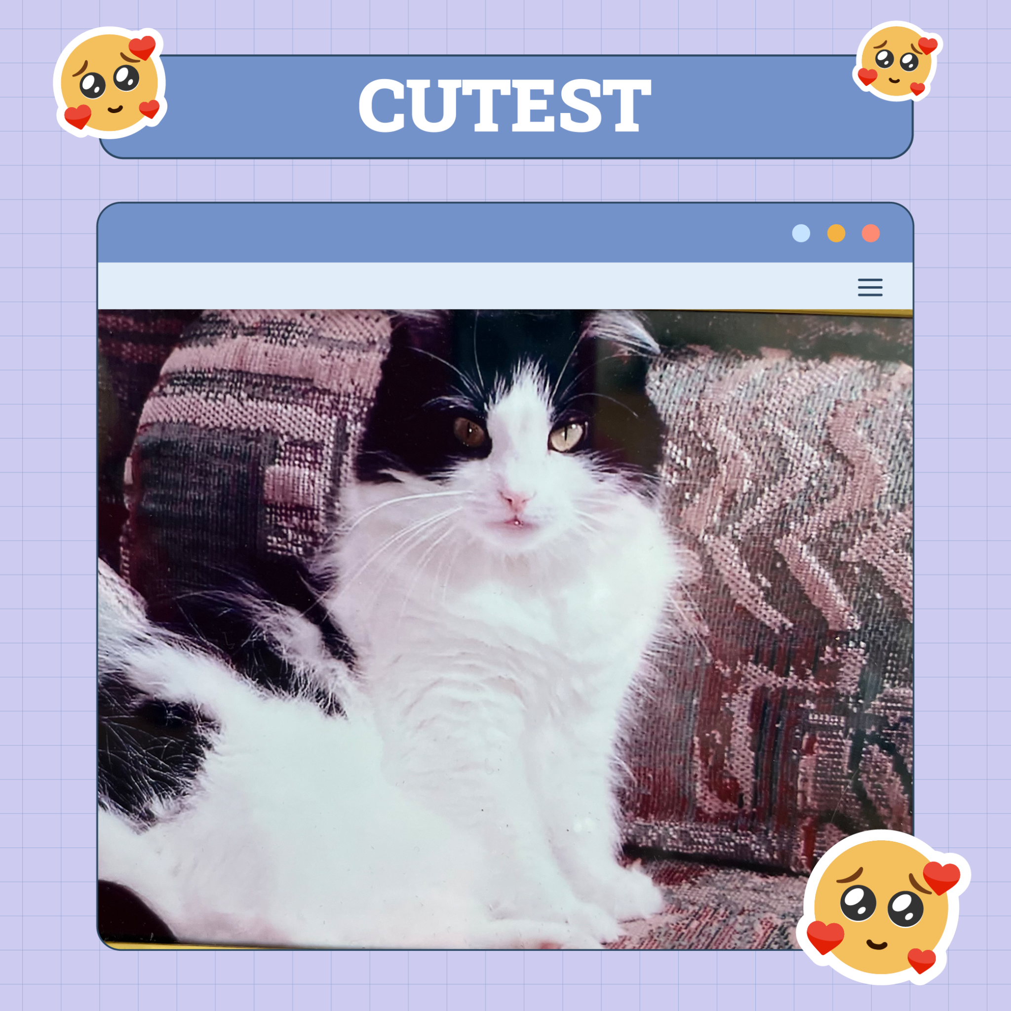 Catster Cutest Categories TEMPLATE v1 Oct 10 2024 Cutest