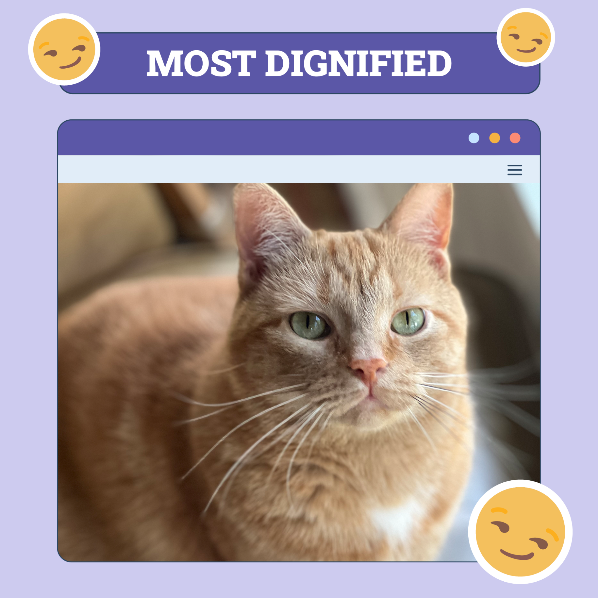 Catster Most Dignified Categories TEMPLATE v1 Oct 10 2024 Dignified