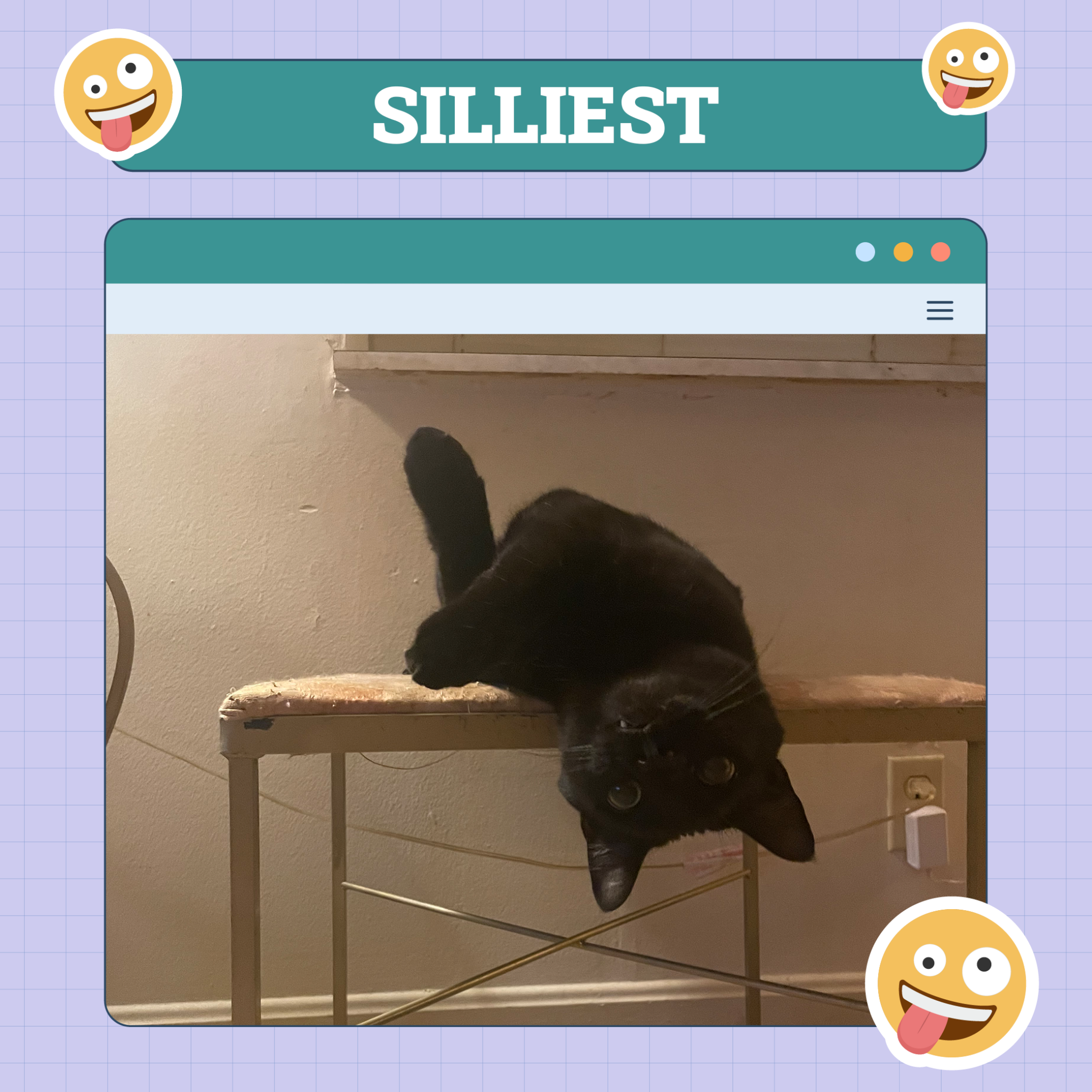 Catster Silliest Categories TEMPLATE v1 Oct 10 2024 Silliest