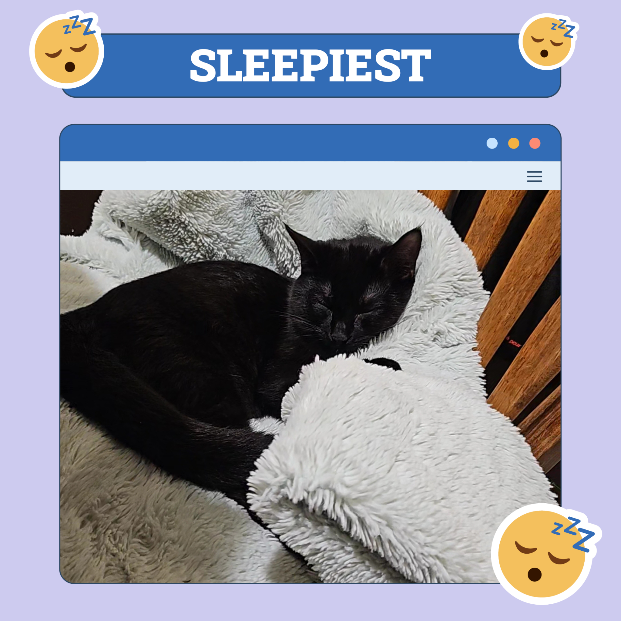 Catster Silliest Pet of the Week Categories TEMPLATE v1 Oct 10 2024 Sleepiest