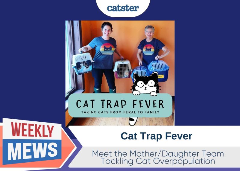 Weekly Mews Cat Trap Fever