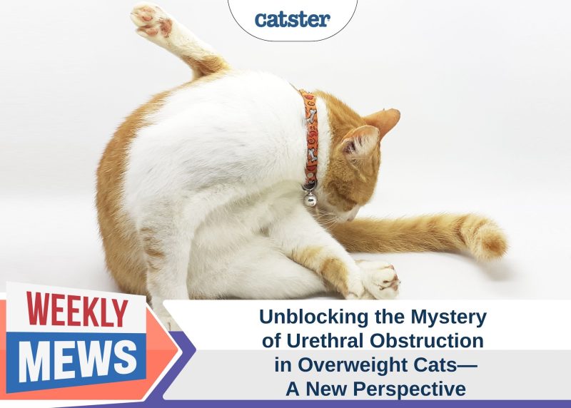 Catster_Weekly Mews_Unblocking the Mystery of Urethral Obstruction