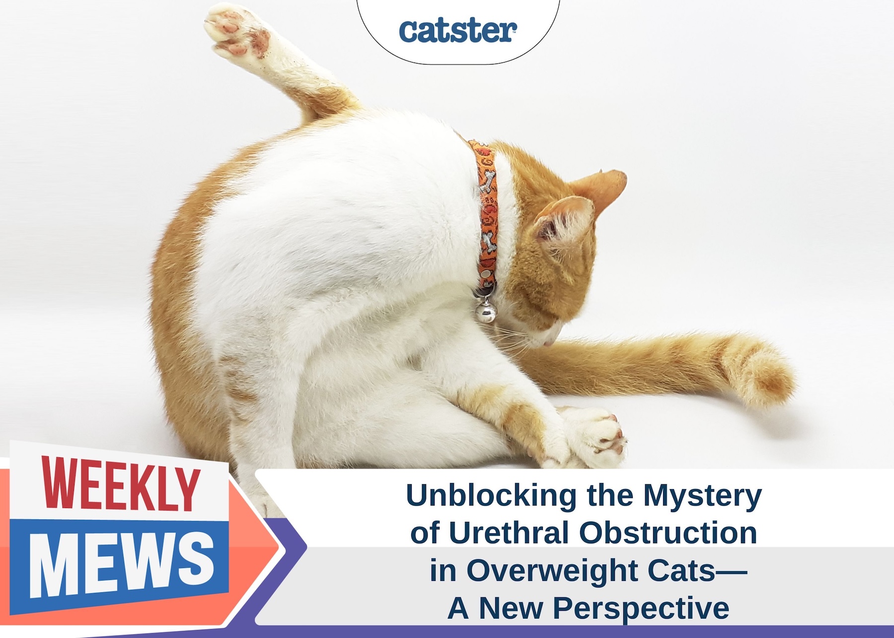 Catster_Weekly Mews_Unblocking the Mystery of Urethral Obstruction