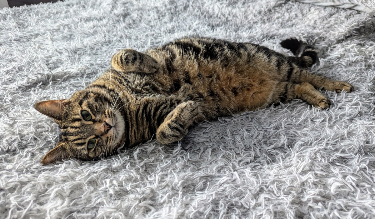 Chilling Cyril