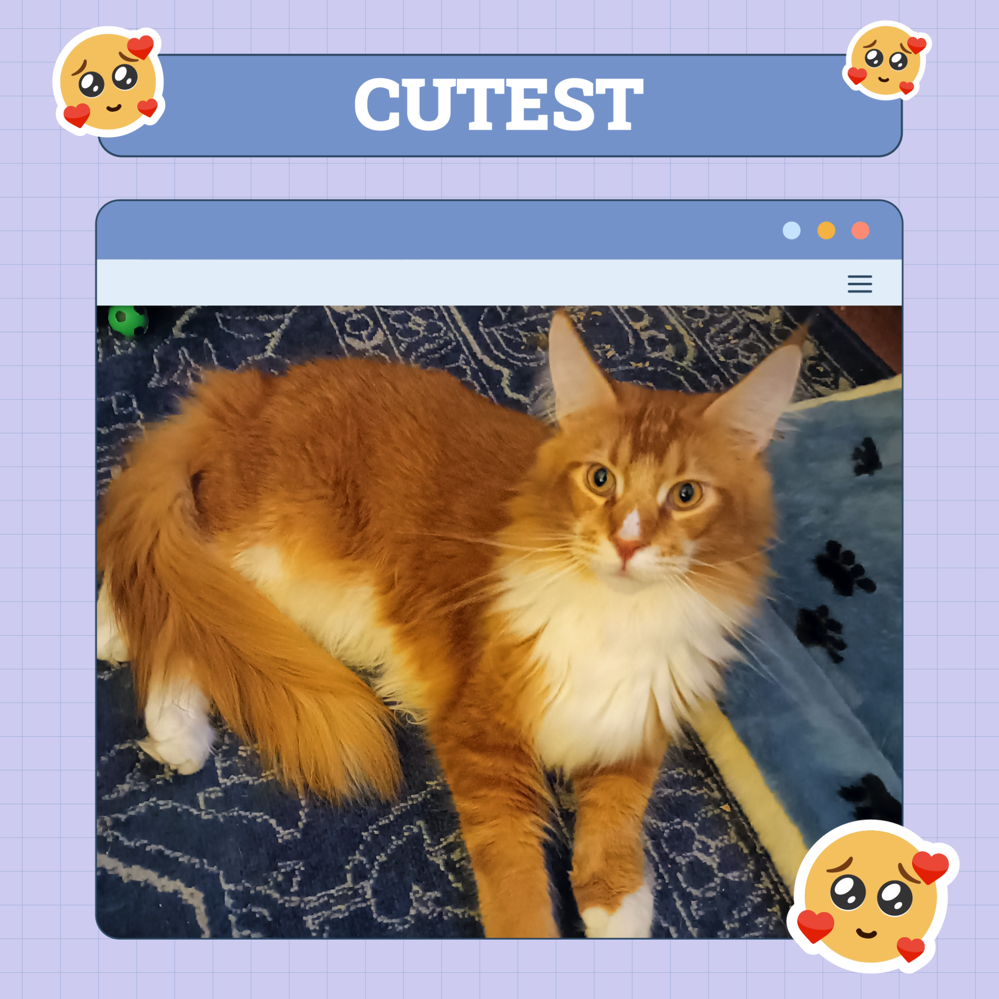 Cutest Cat