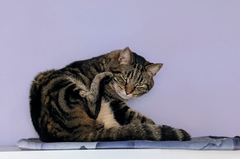 Cyril struggling to reach the spot