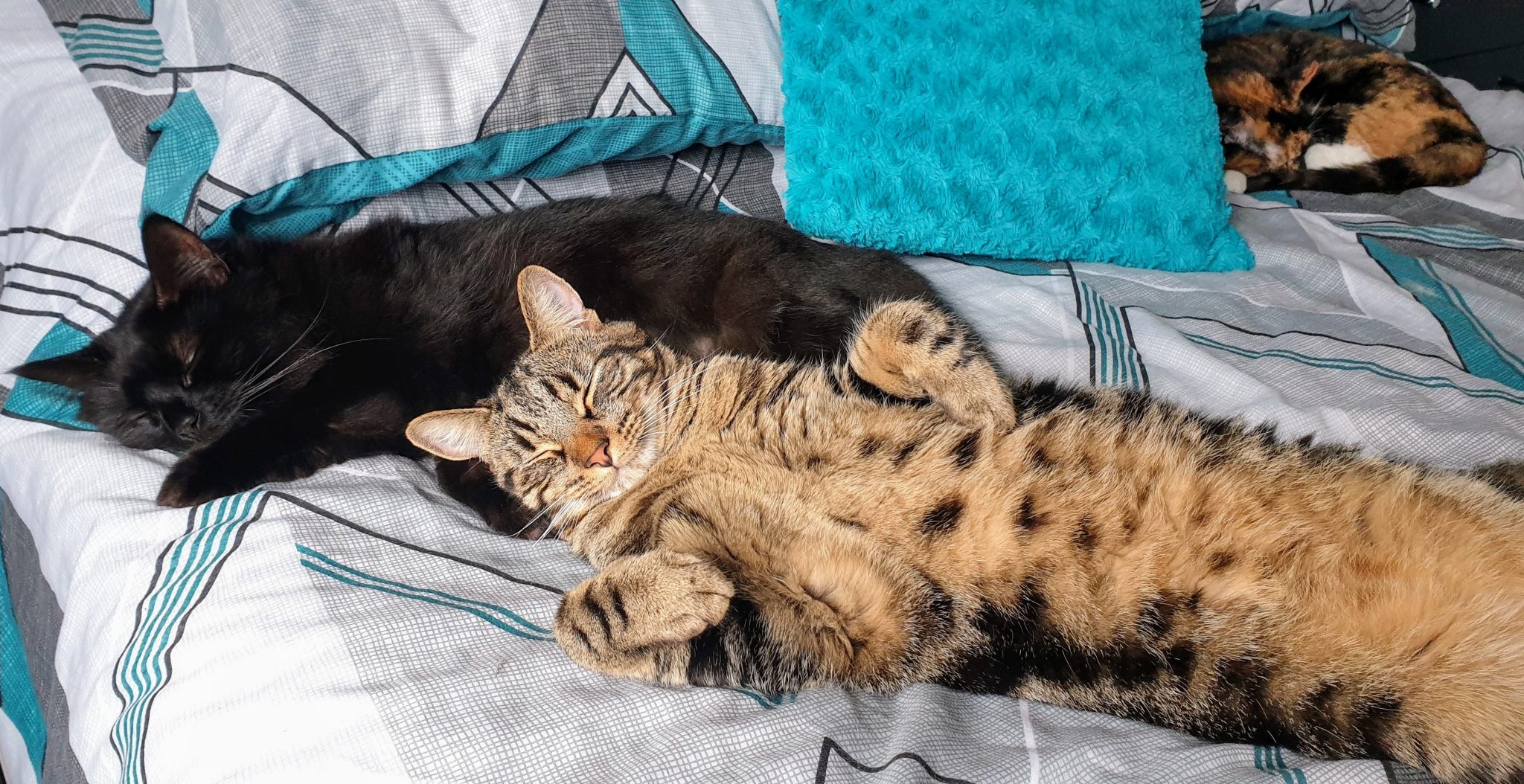 I'm not convinced they're too stressed by their indoor lifestyle