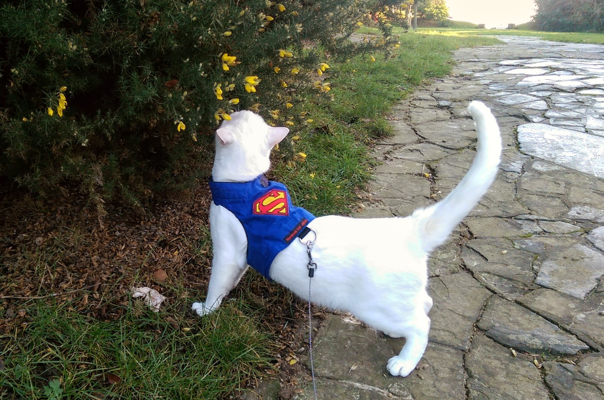 Indoor cats can enjoy outdoor activities