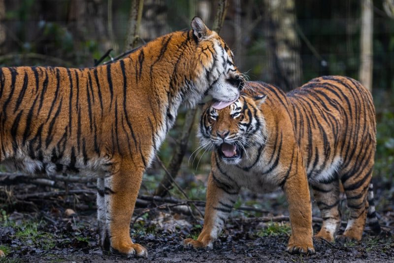 Interaction between two tigers in the forest
