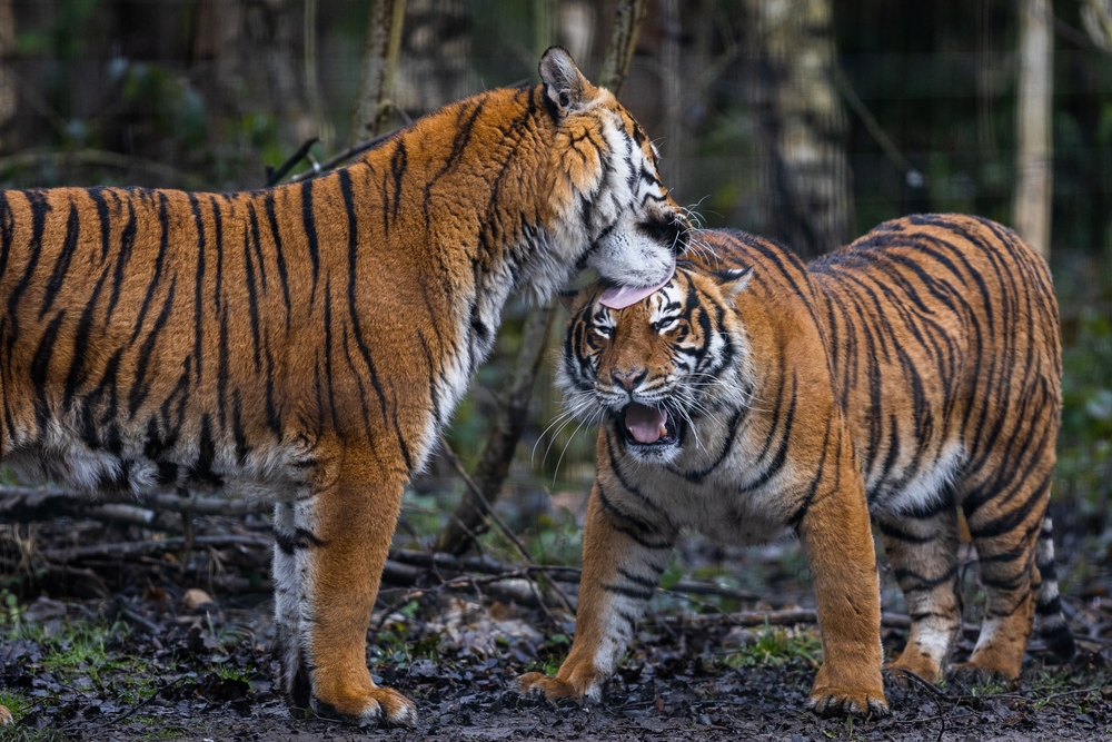 Interaction between two tigers in the forest