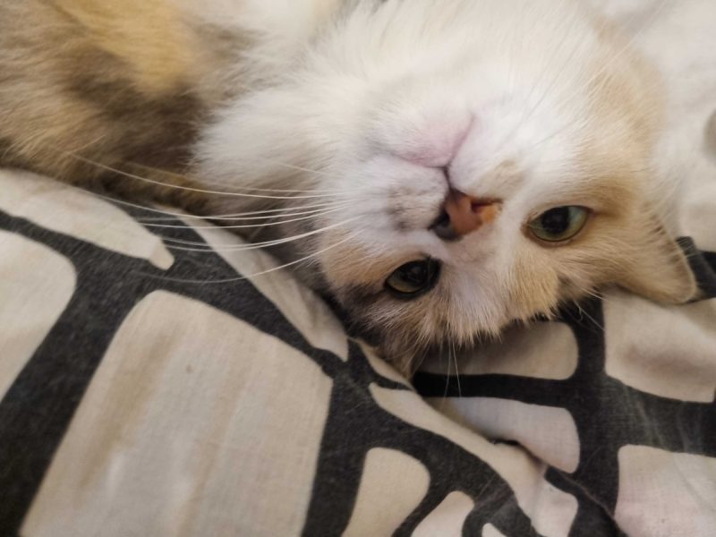 Ivy lying upside down on the bed