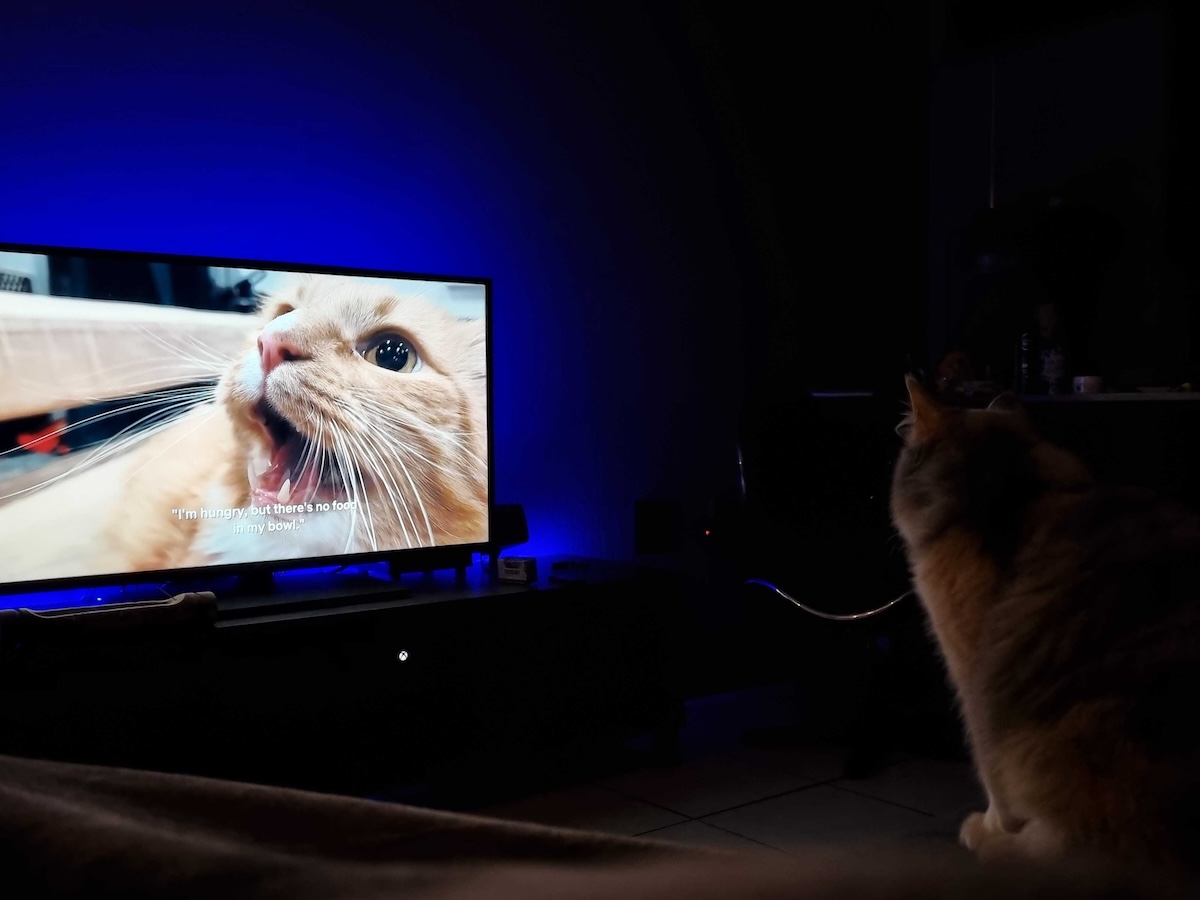 Ivy watching the Secret Life of Cats documentary