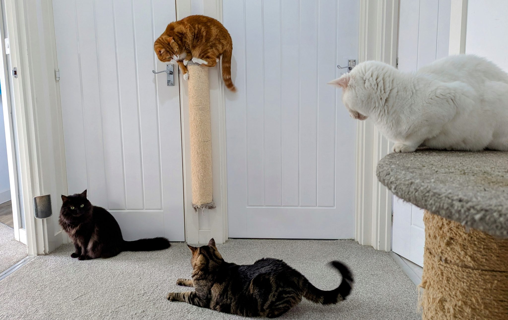 Keeping indoor life interesting is essential