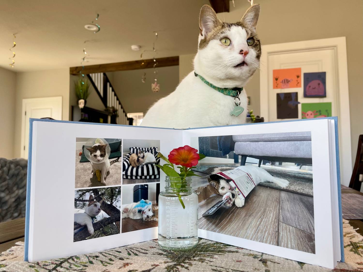 MILK Books Pet Photo Album Review - cat with open album