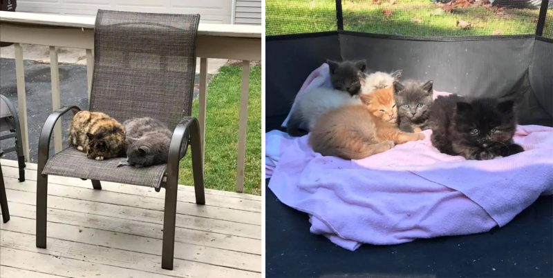 Mama Cat, Baby-Grey, and their last fluffy litter