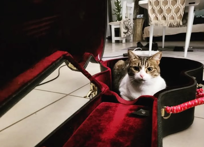 Milly sitting in a guitar case