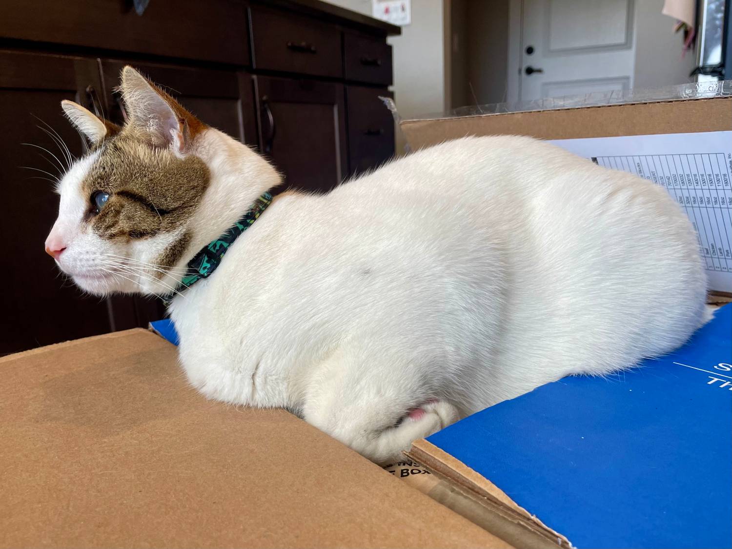 Mimi Green Laminated Cotton Cat Collar Review - cat wearing product