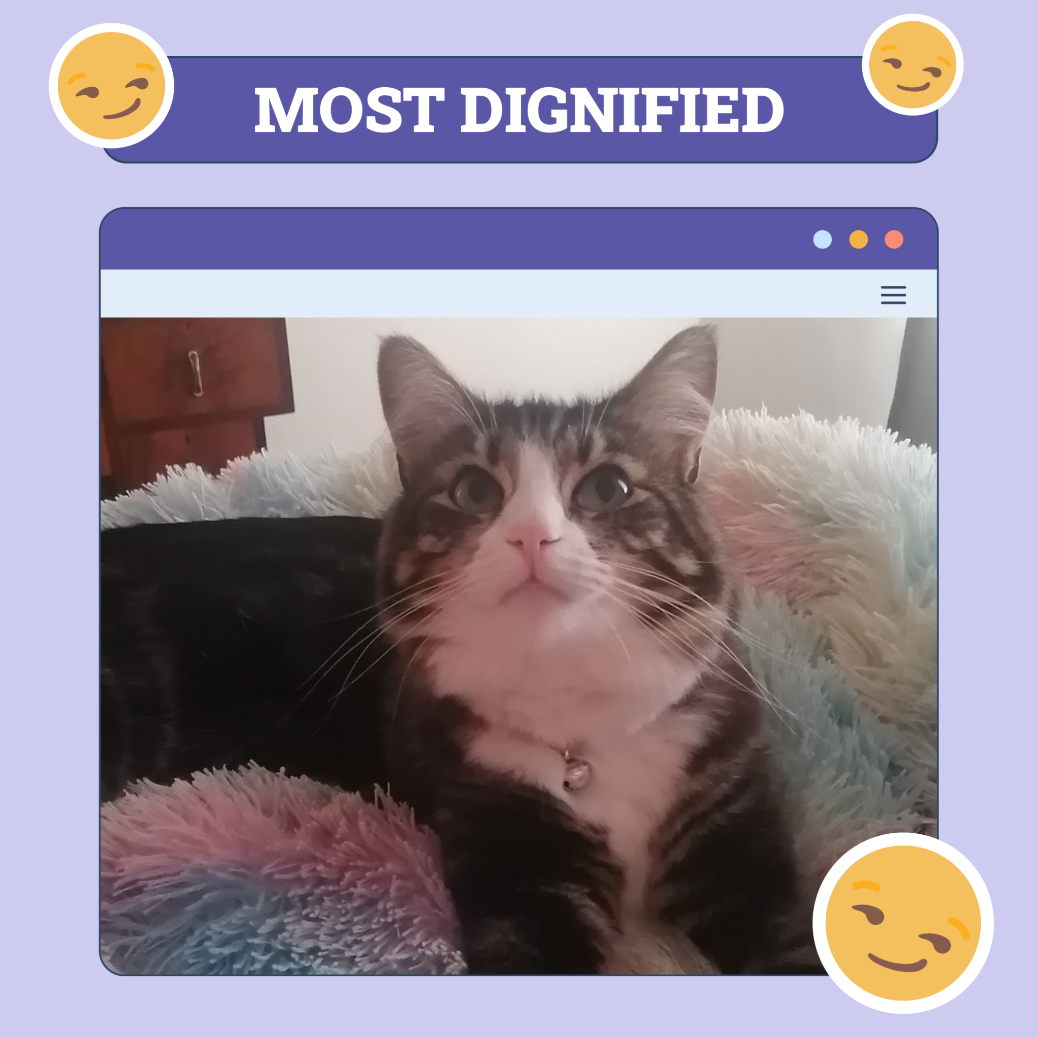 Most Dignified Cat