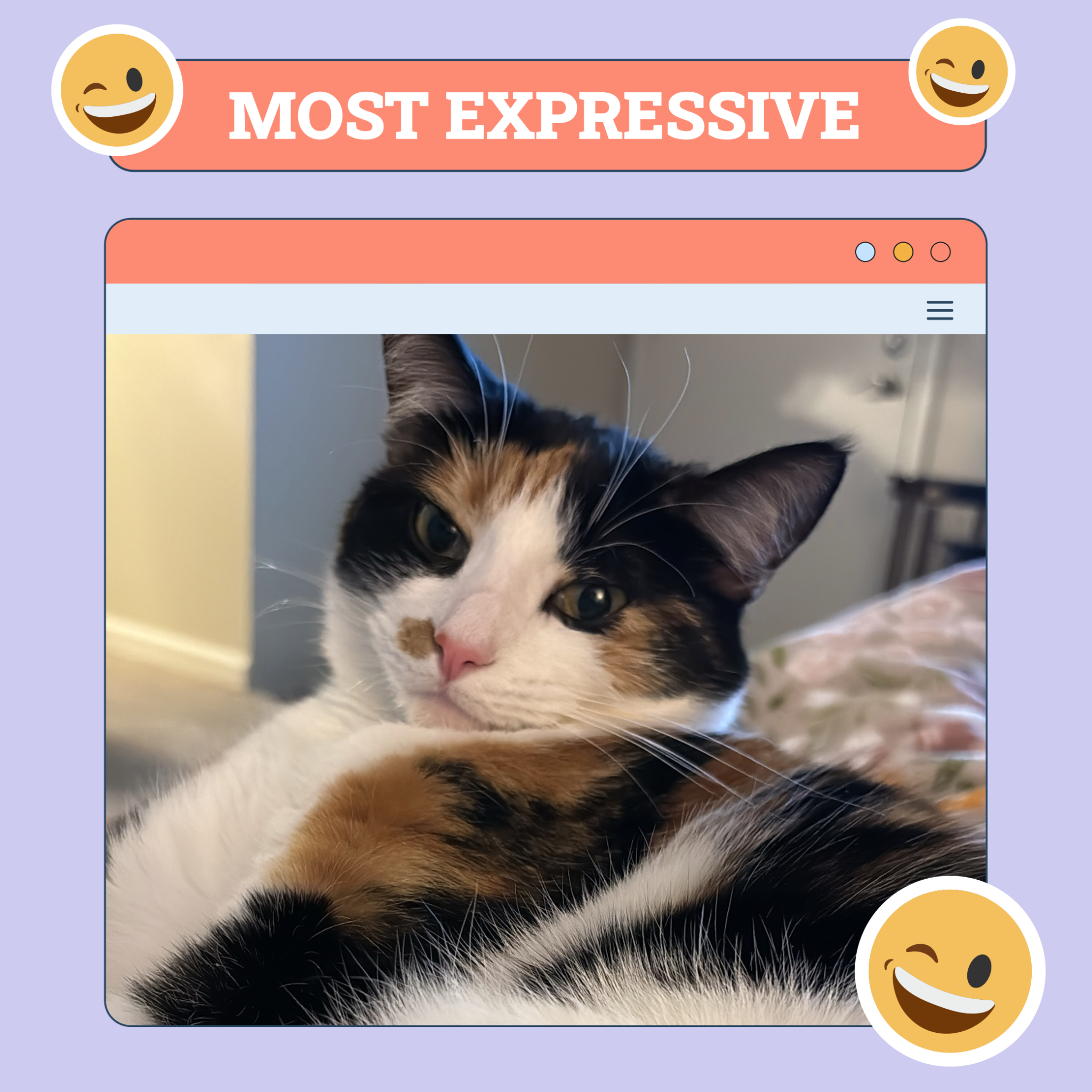 Most Expressive Cat