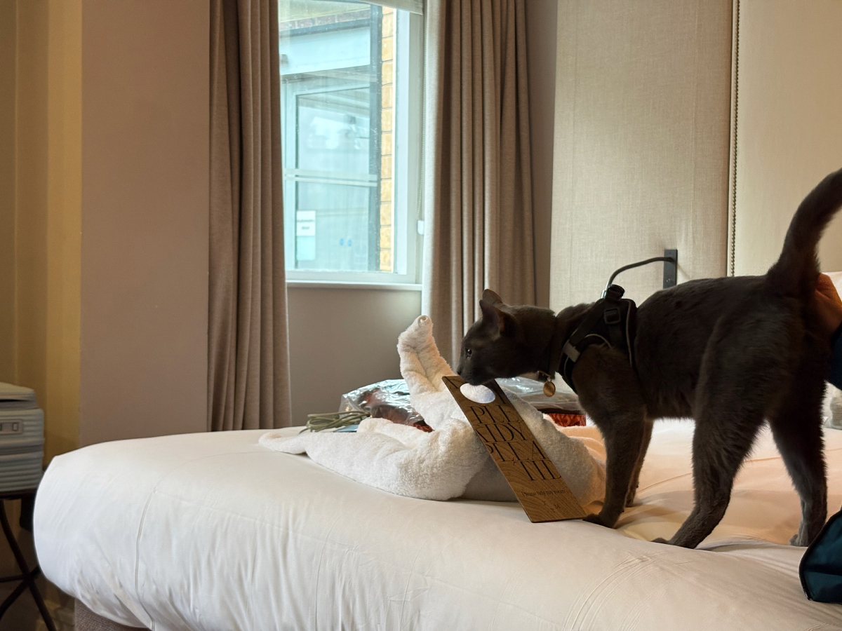 Raphael exploring the hotel room