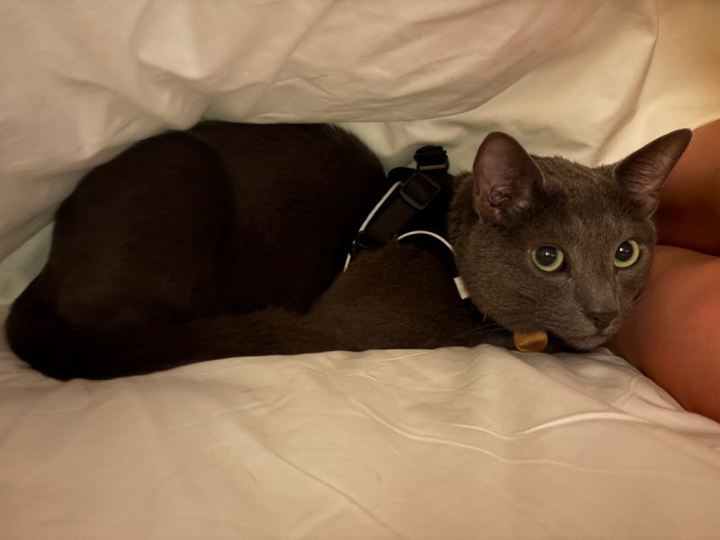 Raphael lying under the blanket