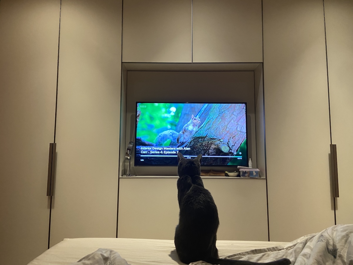 Raphy watching squirrels on TV