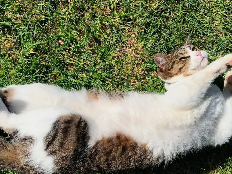 Rolling in the grass