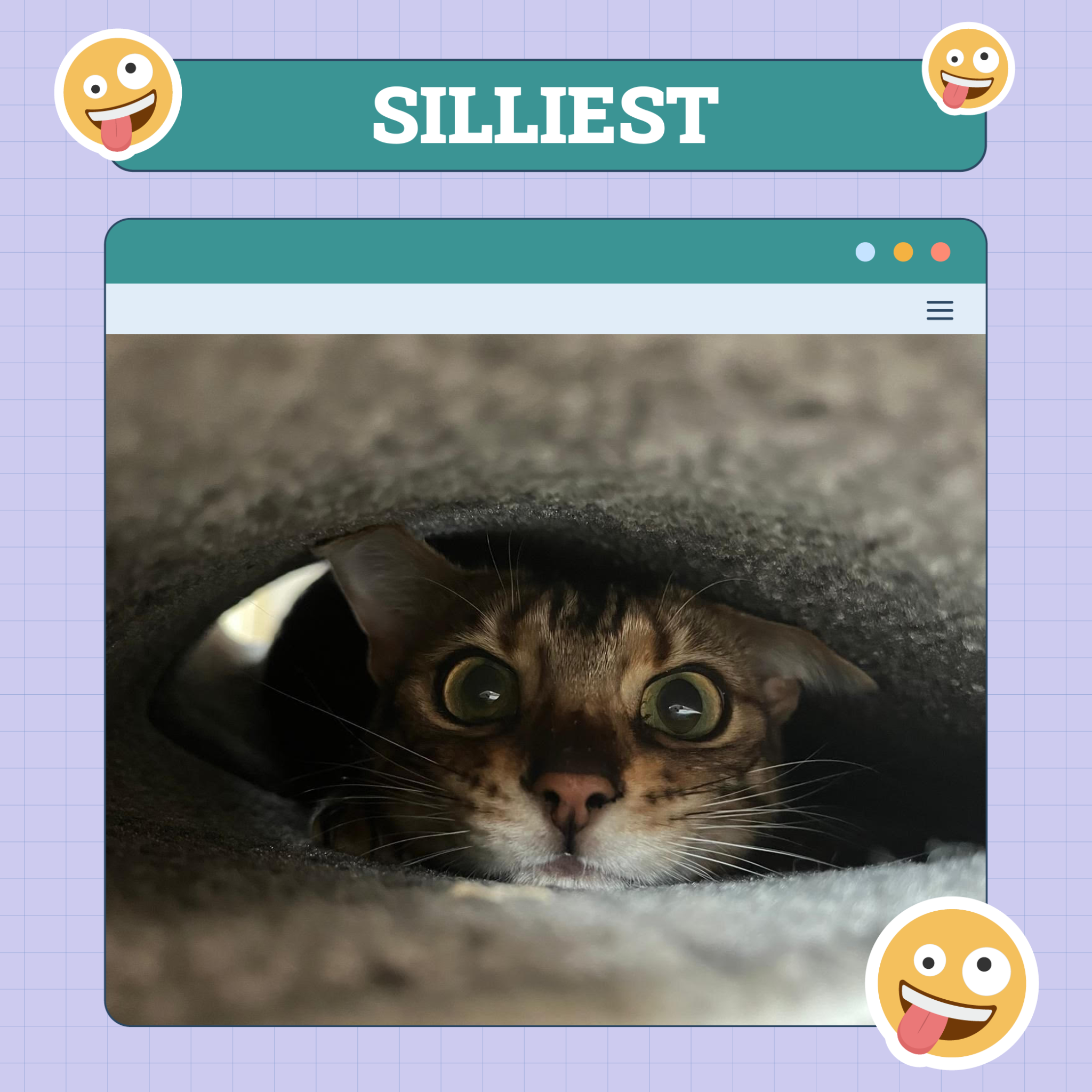 Silliest Cat