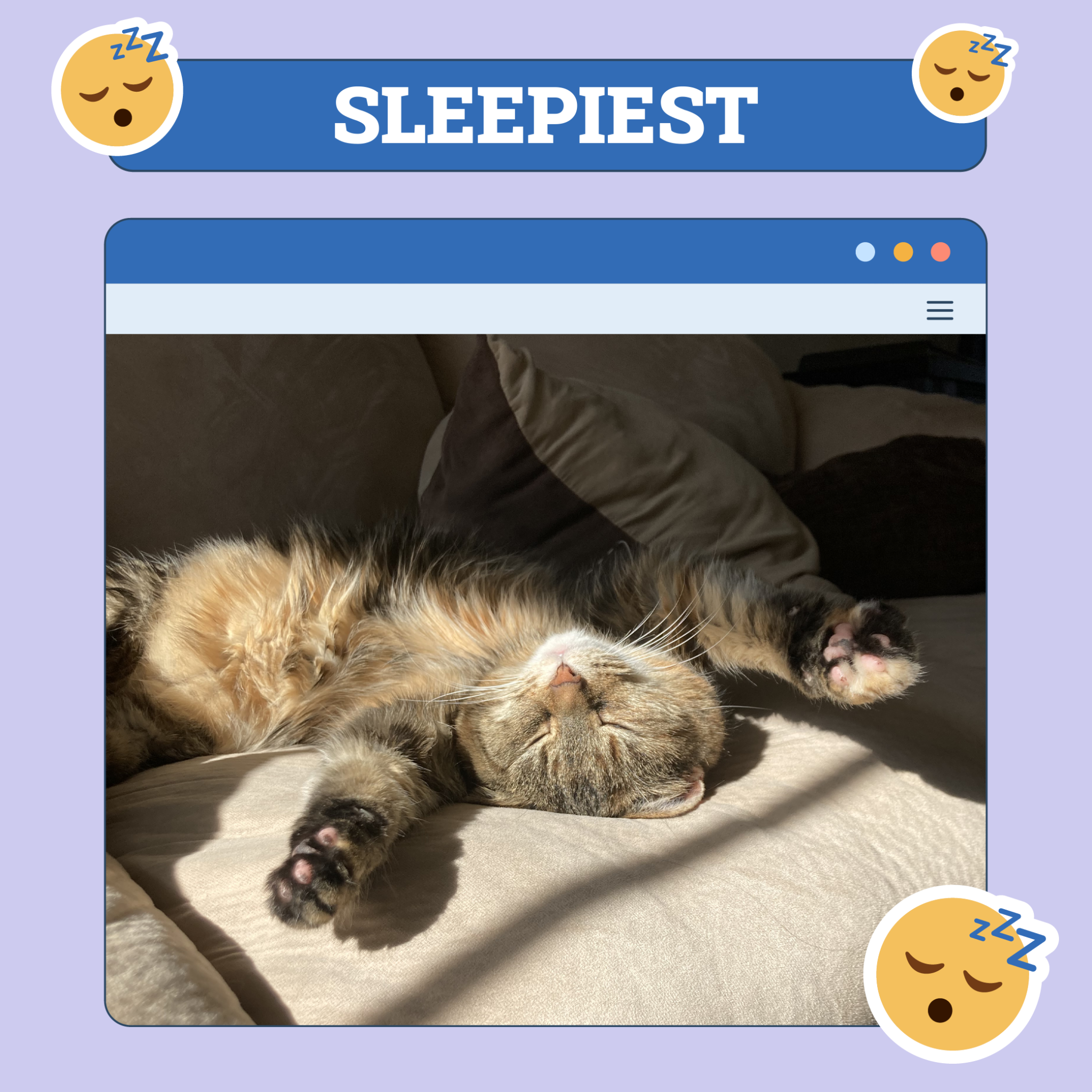 Sleepiest Cat