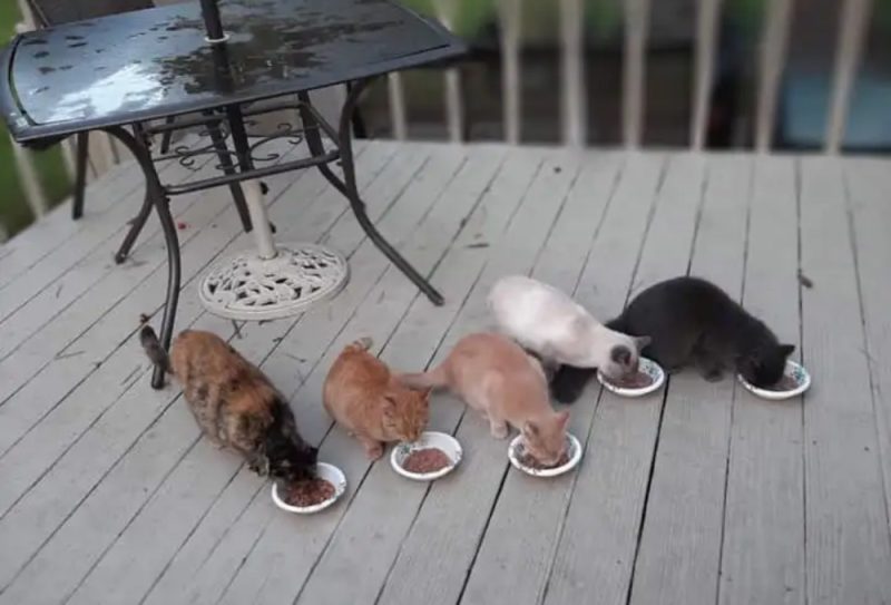 There is never a shortage of cats on the scene