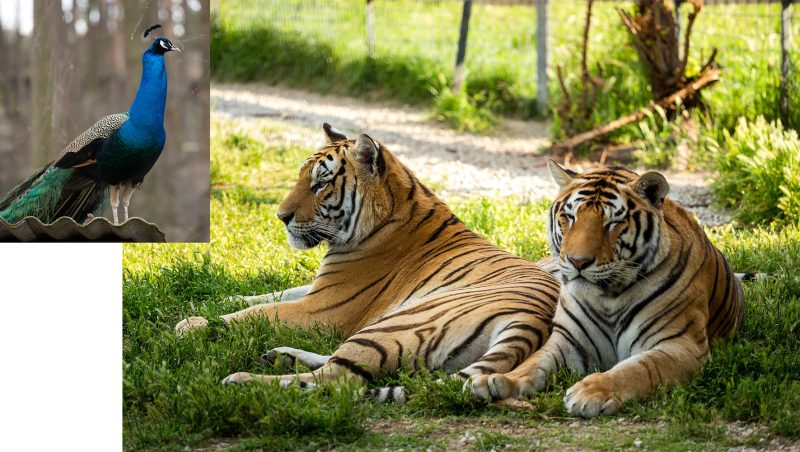 peacock and tigers
