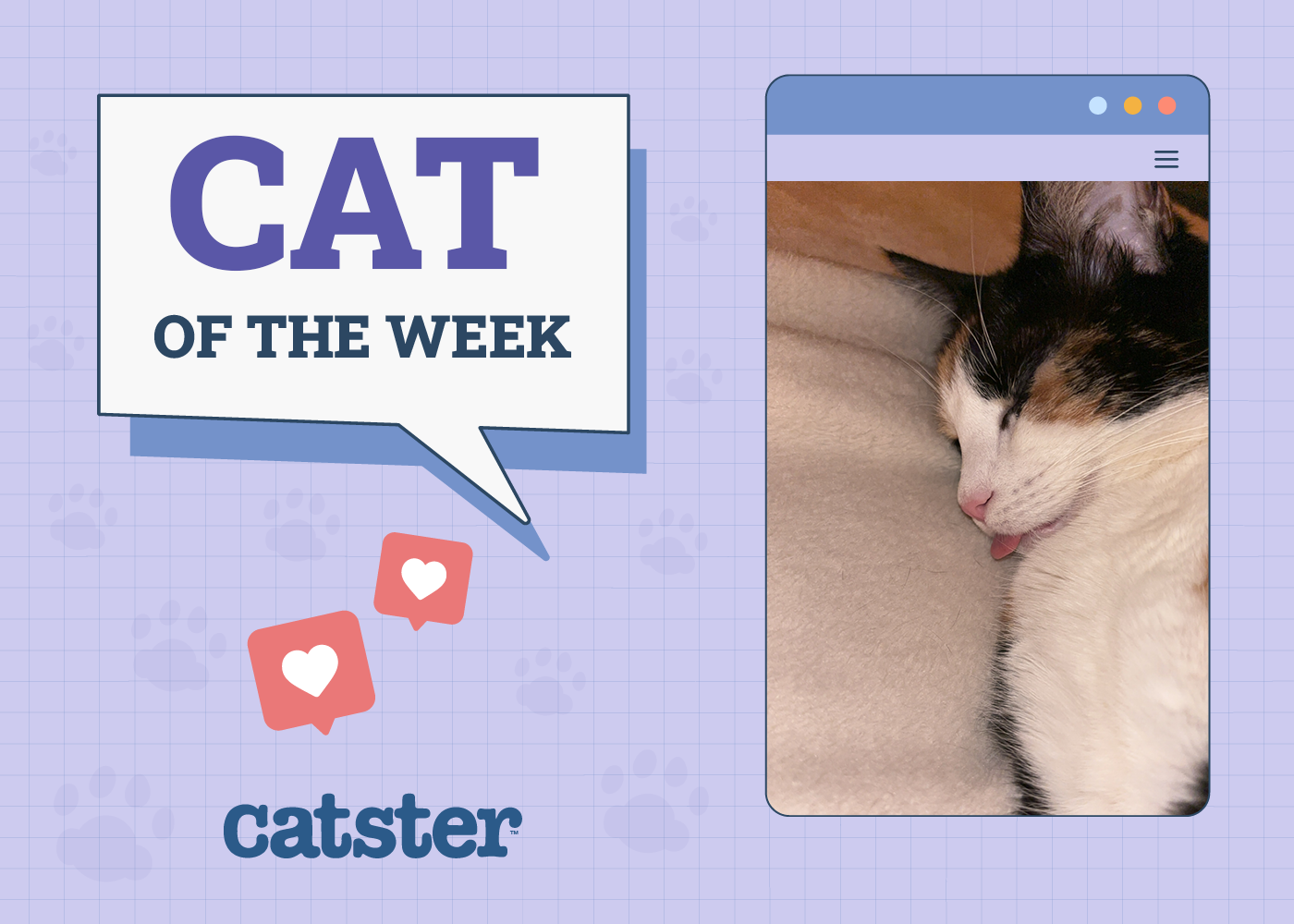Catster Photo Contest: Cats of the Week Winners (May 29, 2025)