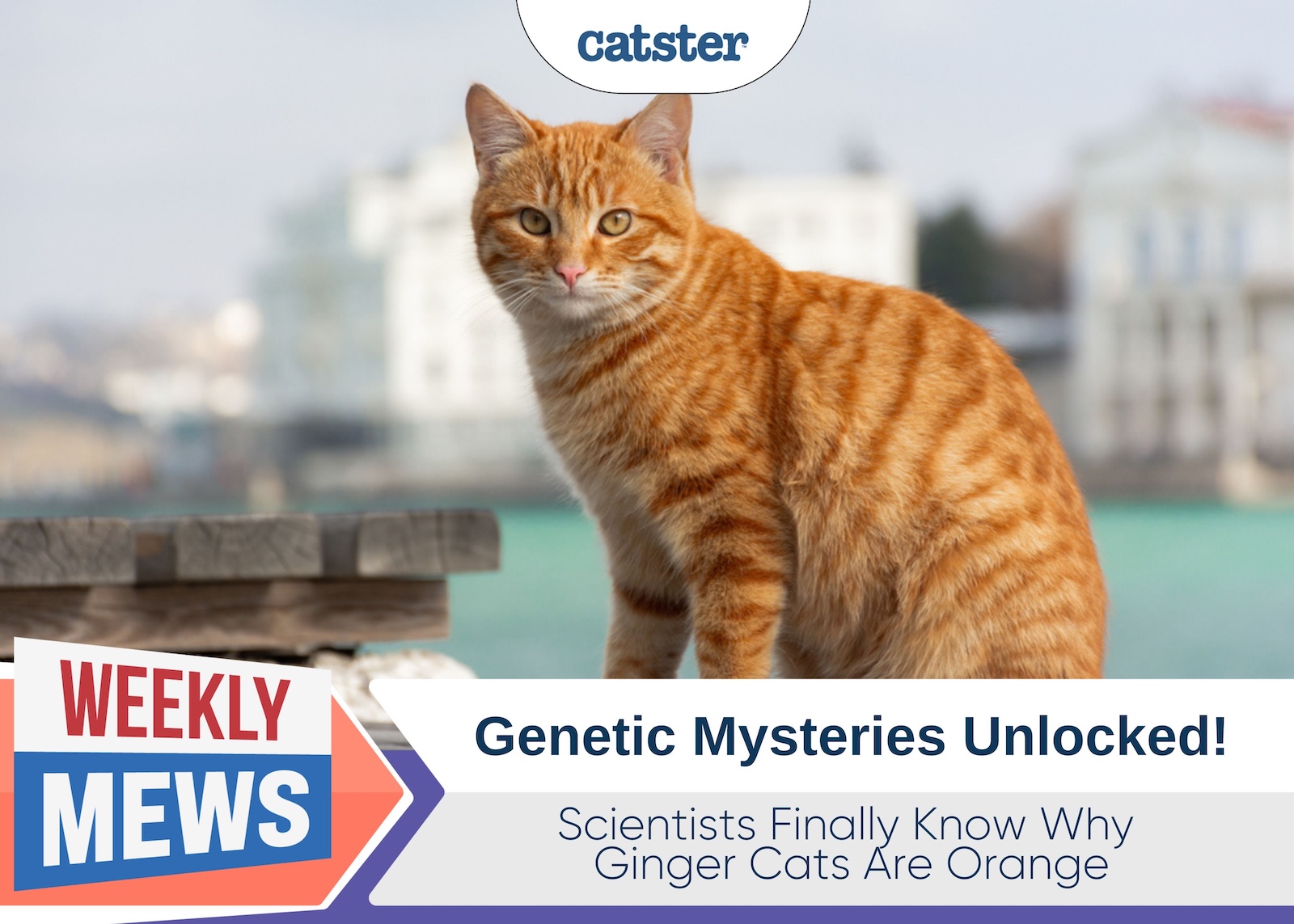 Scientists Finally Know Why Ginger Cats Are Orange: Genetic Mysteries Unlocked