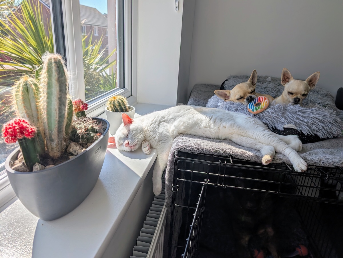 Hanging on...and a little off. Clutch sleeping next to Ned and Fred