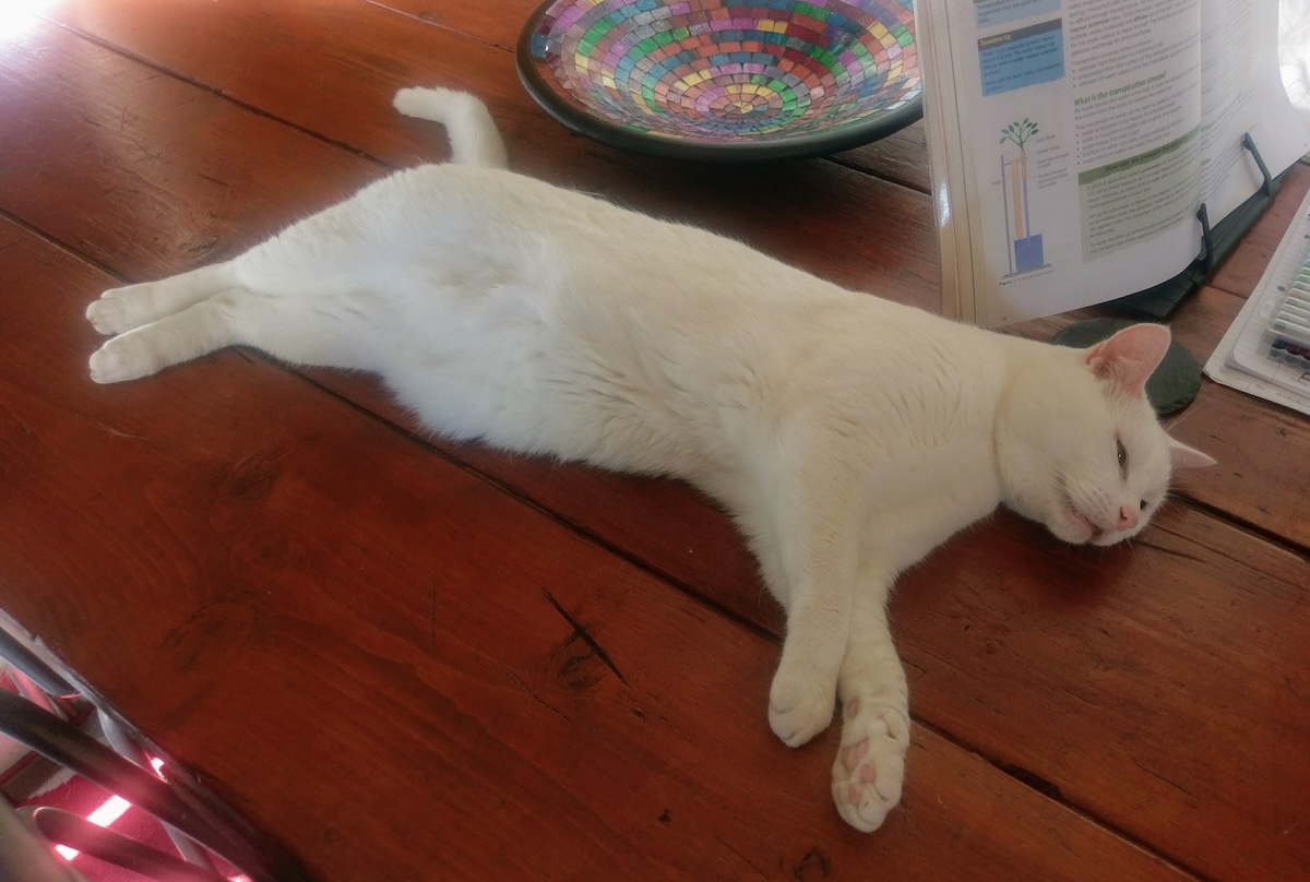 Sleeping or dead?