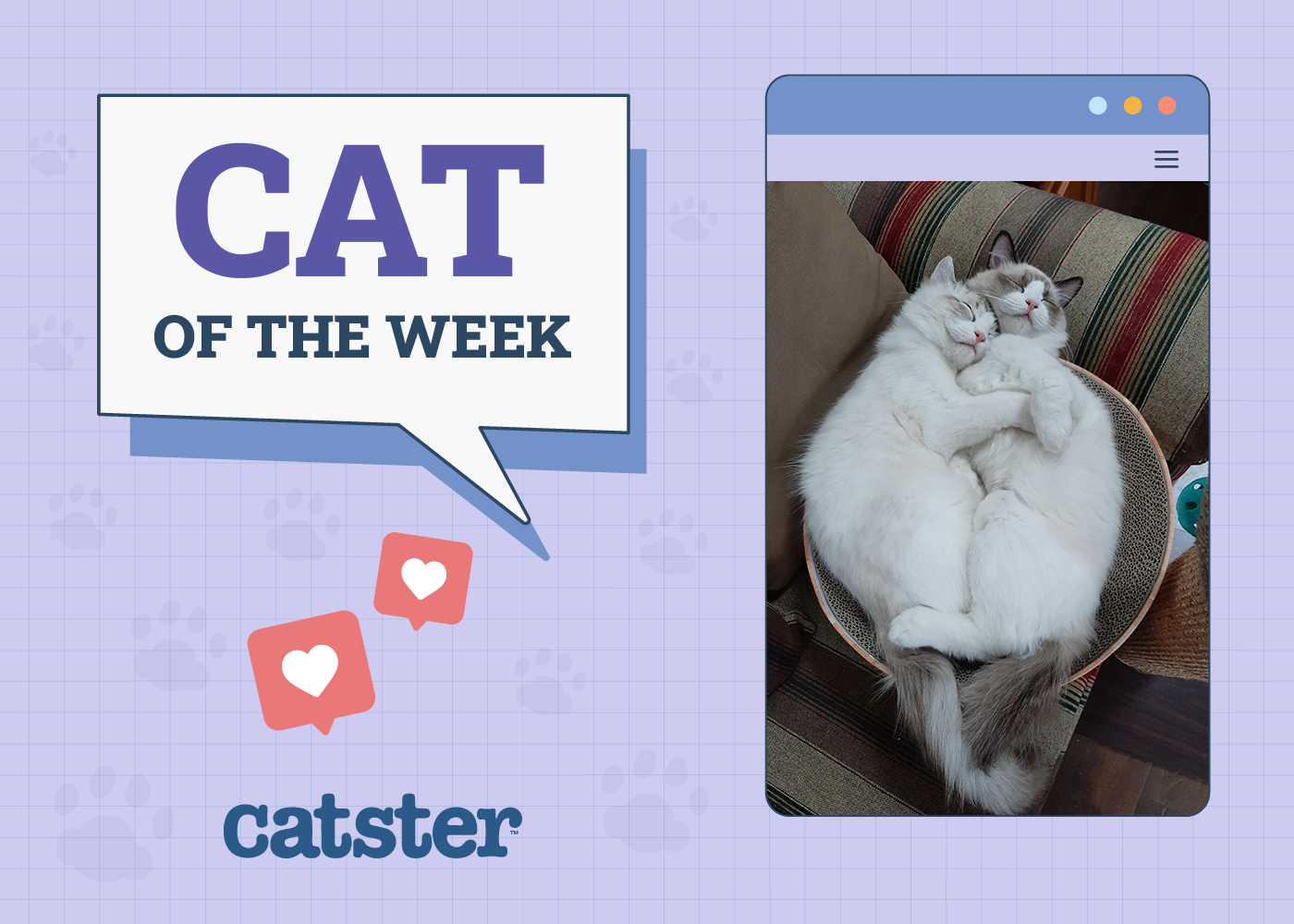 Catster Photo Contest: Cats of the Week Winners (June 19, 2025)