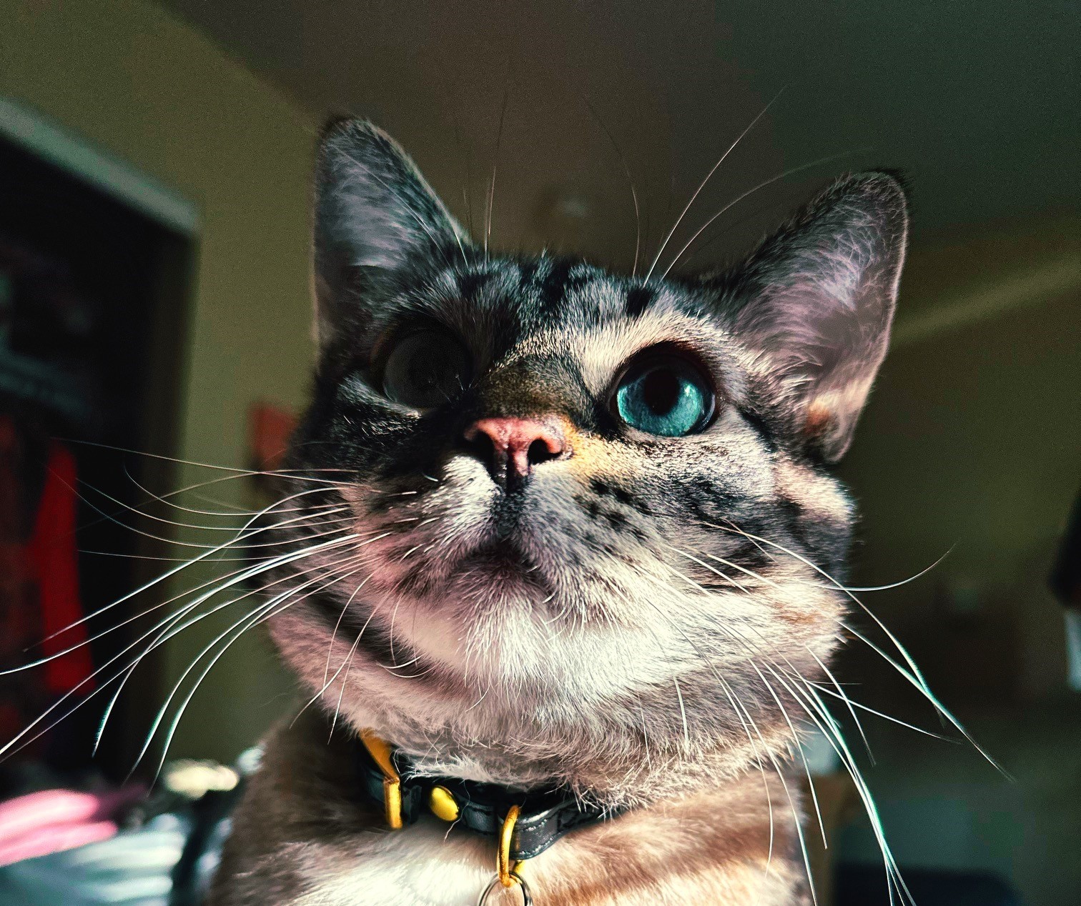 A sweet cat named Sweet Pea
