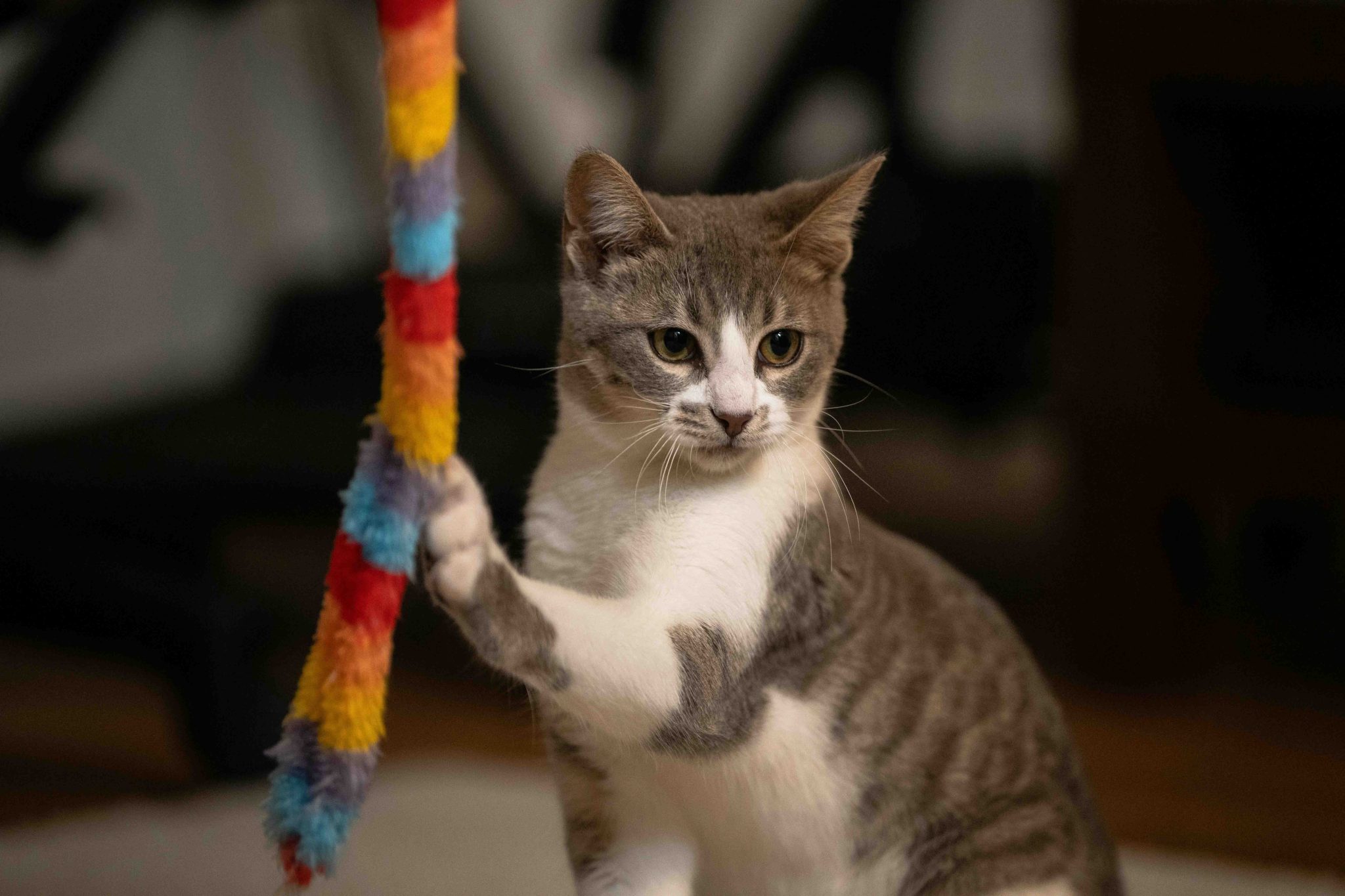 Cat Topia Image 2