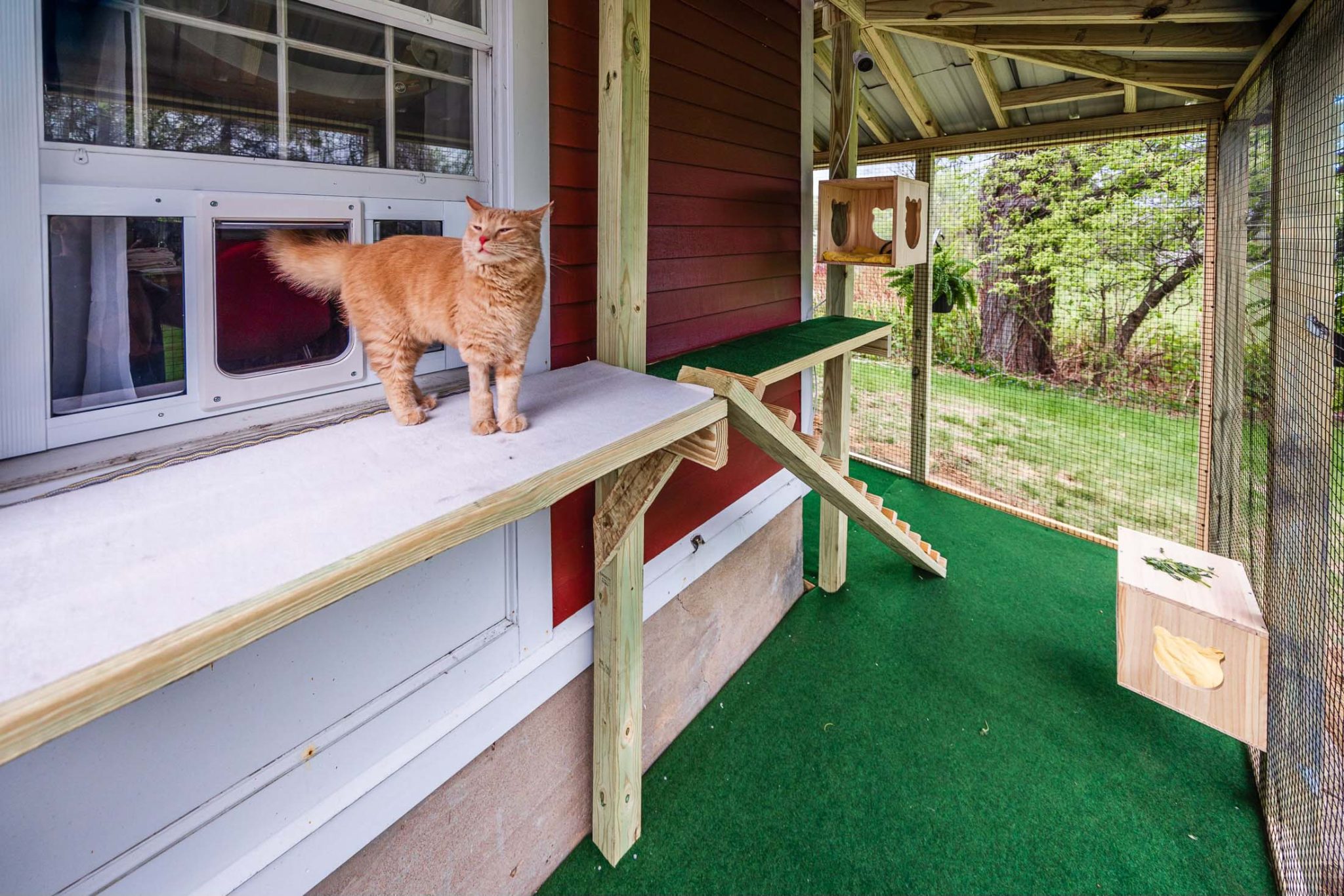 Cat Topia Image 7