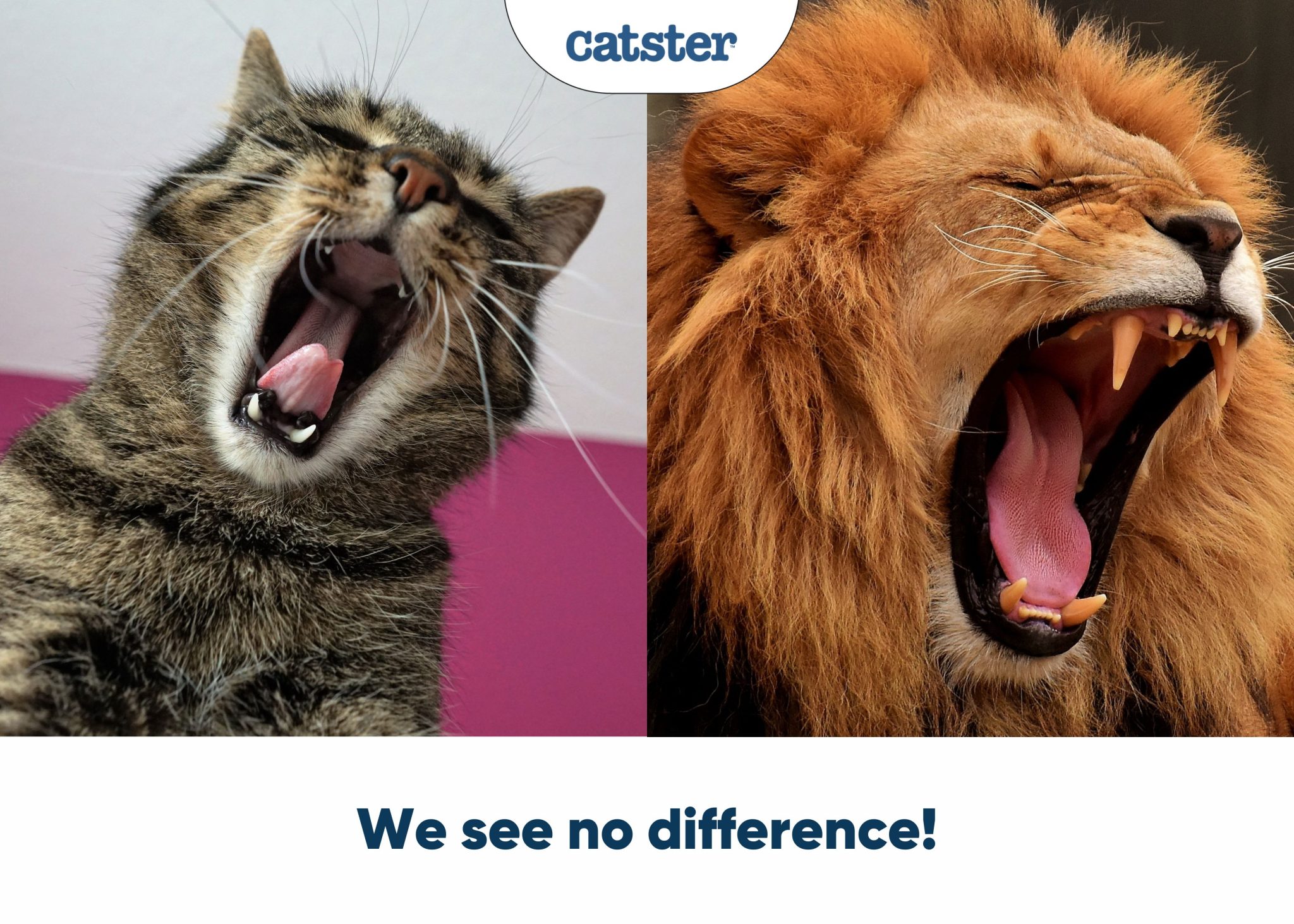 cats and lions compared
