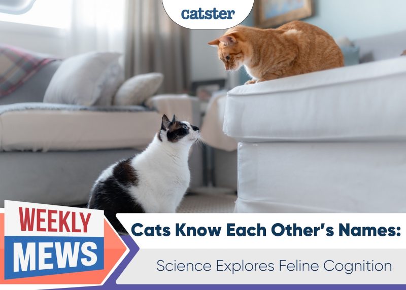 Weekly Mews Cats know each others names