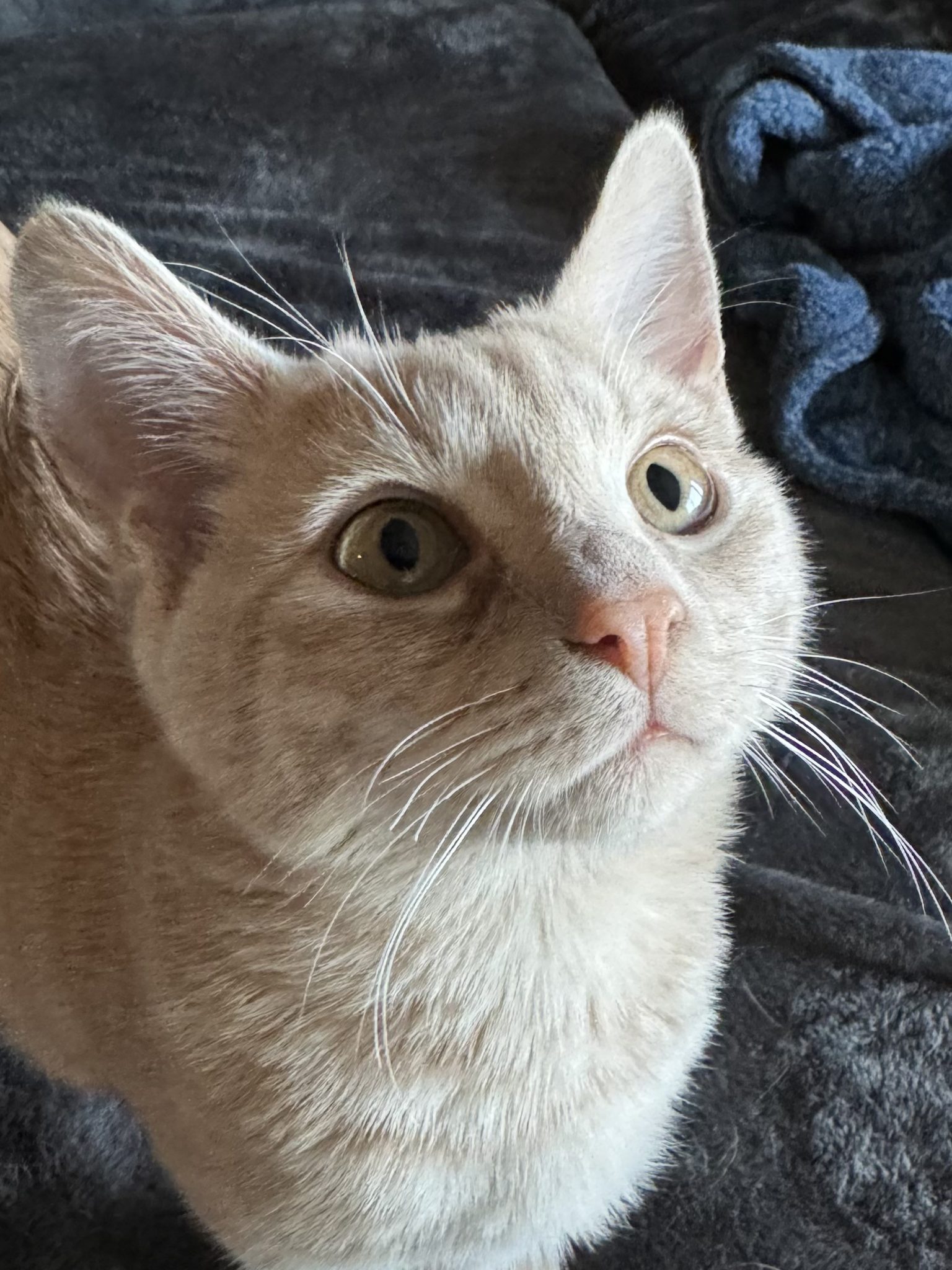 Cheddar the cat