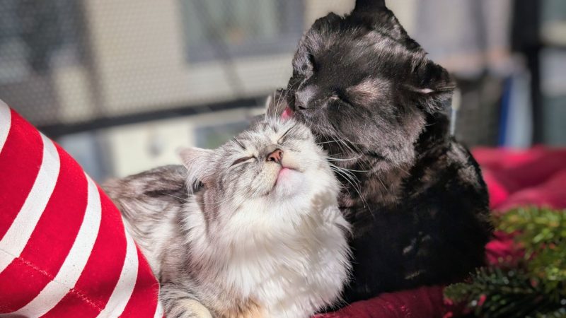 Lucifer and Missy, Kirsti's cats, featured image