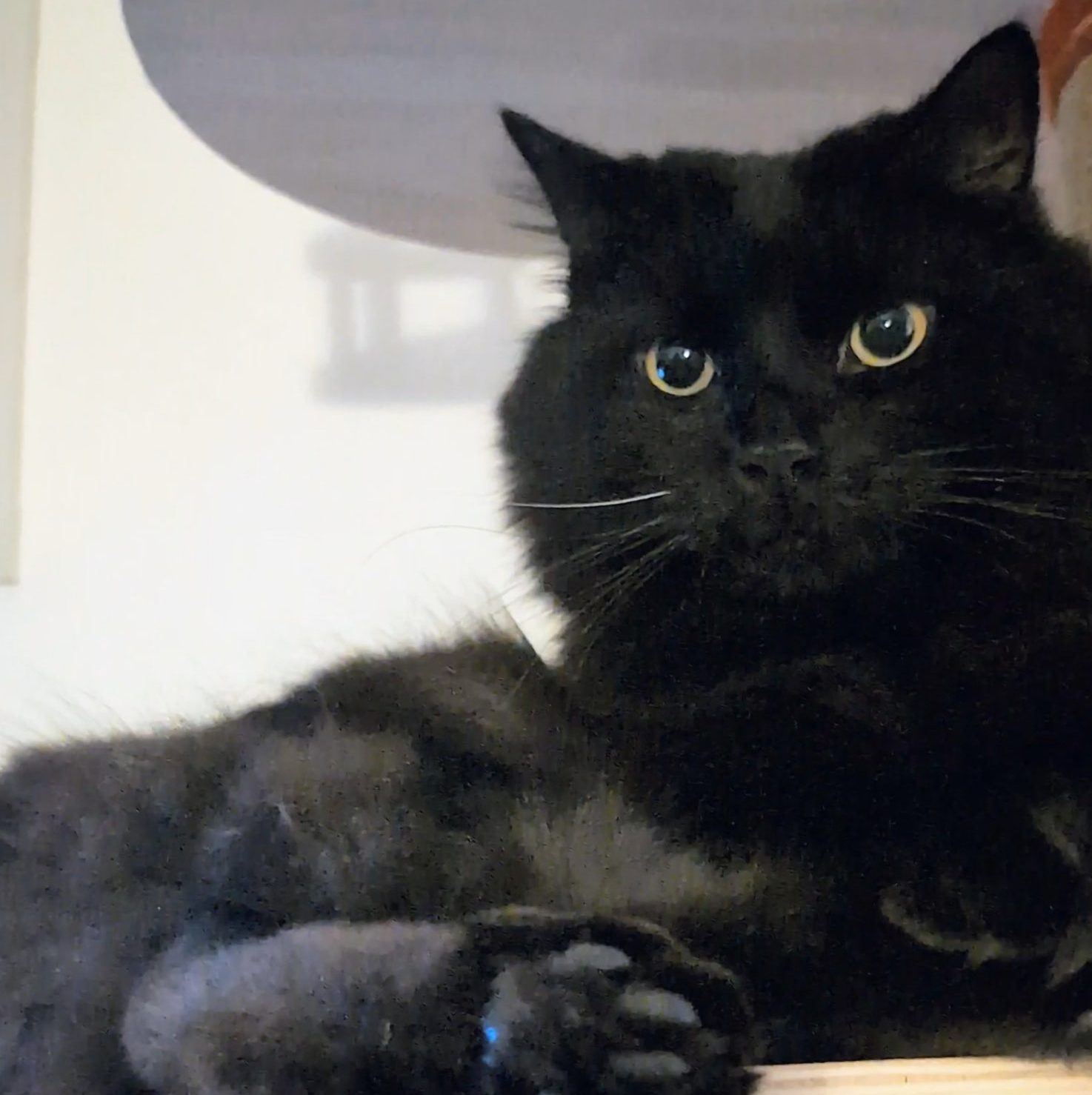 Lucifer on the shelf
